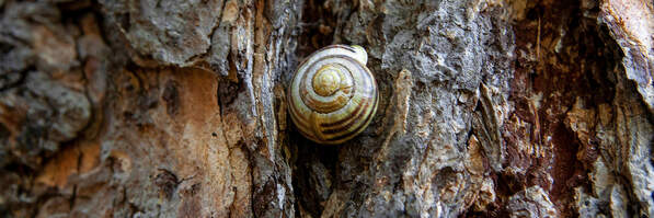 Natürliche Funktionen fördern
